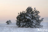 Grove den (Pinus sylvestris)