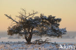 Scots Pine (Pinus sylvestris)