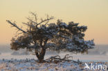 Grove den (Pinus sylvestris)