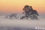 Scots Pine (Pinus sylvestris)