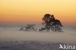 Grove den (Pinus sylvestris)