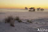 Grove den (Pinus sylvestris)