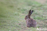 Brown Hare (Lepus europaeus)