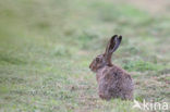 Brown Hare (Lepus europaeus)