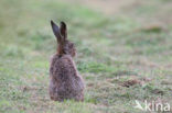 Brown Hare (Lepus europaeus)