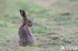 Brown Hare (Lepus europaeus)