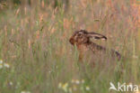 Brown Hare (Lepus europaeus)