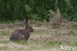 Brown Hare (Lepus europaeus)