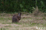 Brown Hare (Lepus europaeus)