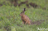 Brown Hare (Lepus europaeus)