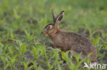 Brown Hare (Lepus europaeus)