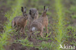 Brown Hare (Lepus europaeus)