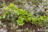 Heggerank (Bryonia dioica)