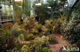 Hortus Botanicus