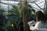 Hortus Botanicus