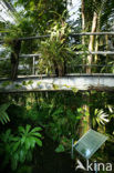 Hortus Botanicus