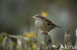 Huismus (Passer domesticus) 