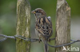 Huismus (Passer domesticus) 