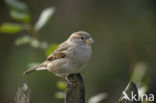 Huismus (Passer domesticus) 