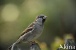 Huismus (Passer domesticus) 