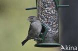 Huismus (Passer domesticus) 