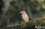 House Sparrow (Passer domesticus)