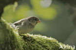 House Sparrow (Passer domesticus)