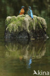 Kingfisher (Alcedo atthis)