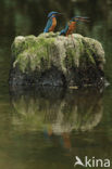 Kingfisher (Alcedo atthis)