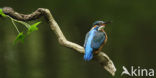 Kingfisher (Alcedo atthis)
