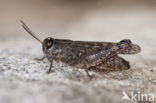 Italian Locust (Calliptamus italicus)