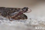 Italian Locust (Calliptamus italicus)