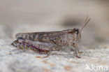 Italian Locust (Calliptamus italicus)