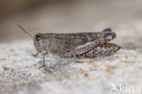 Italian Locust (Calliptamus italicus)