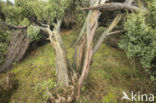 common juniper (Juniperus communis)