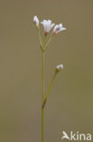 Kalkbedstro (Asperula cynanchica)