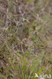 Kalkbedstro (Asperula cynanchica)