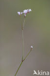 Squinancywort (Asperula cynanchica)