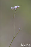 Kalkbedstro (Asperula cynanchica)