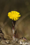 Klein hoefblad (Tussilago farfara)