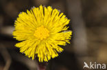 Coltsfoot (Tussilago farfara)