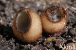 Kleine bruine bekerzwam (Humaria hemisphaerica)