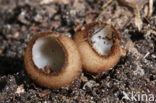 Kleine bruine bekerzwam (Humaria hemisphaerica)