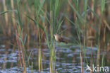 Kleine Karekiet (Acrocephalus scirpaceus)