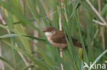 Kleine Karekiet (Acrocephalus scirpaceus)