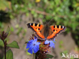 Kleine vos (Aglais urticae)