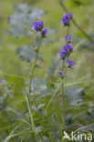 Kluwenklokje (Campanula glomerata) 