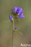 Kluwenklokje (Campanula glomerata) 