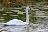 Knobbelzwaan (Cygnus olor)