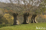 Knotwilg (Salix alba)